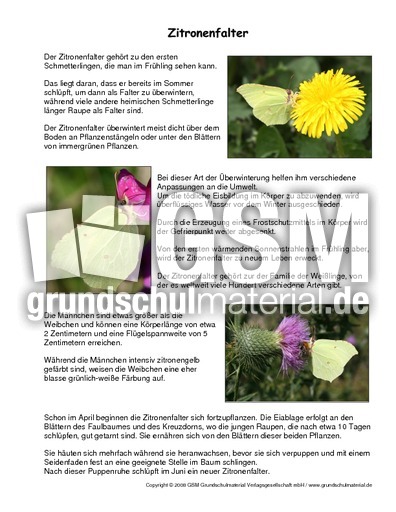 Zitronenfalter-Steckbrief.pdf